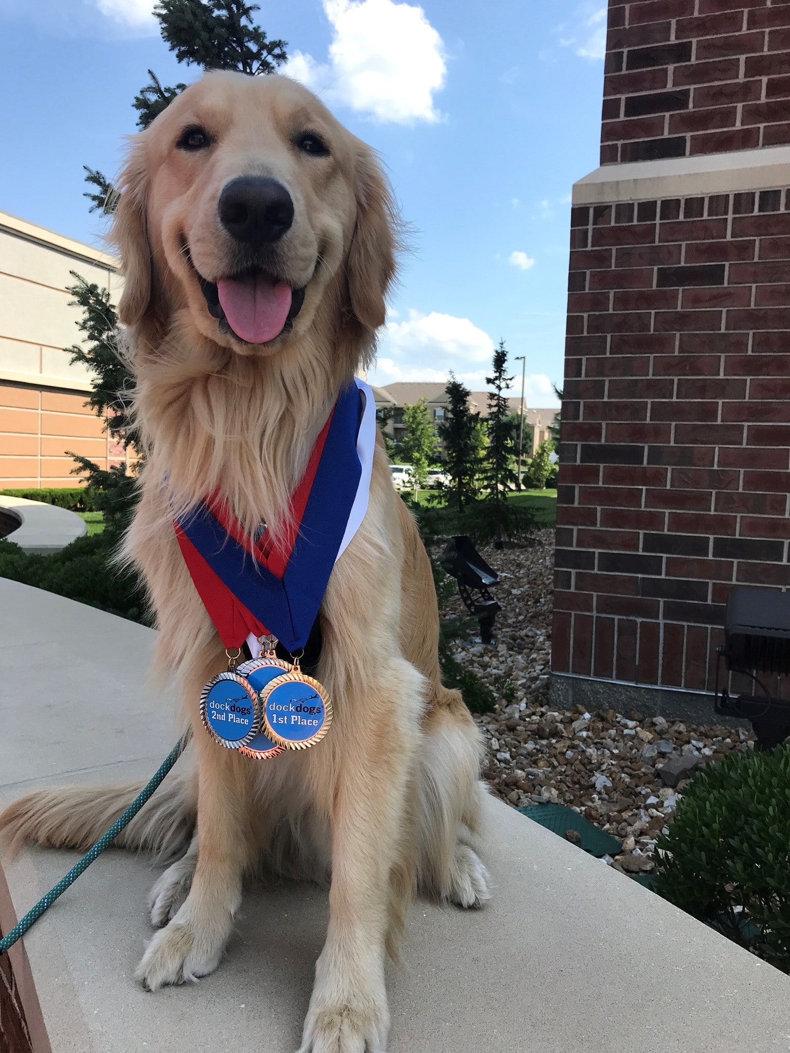 Crystal Mann's Charlie with medals