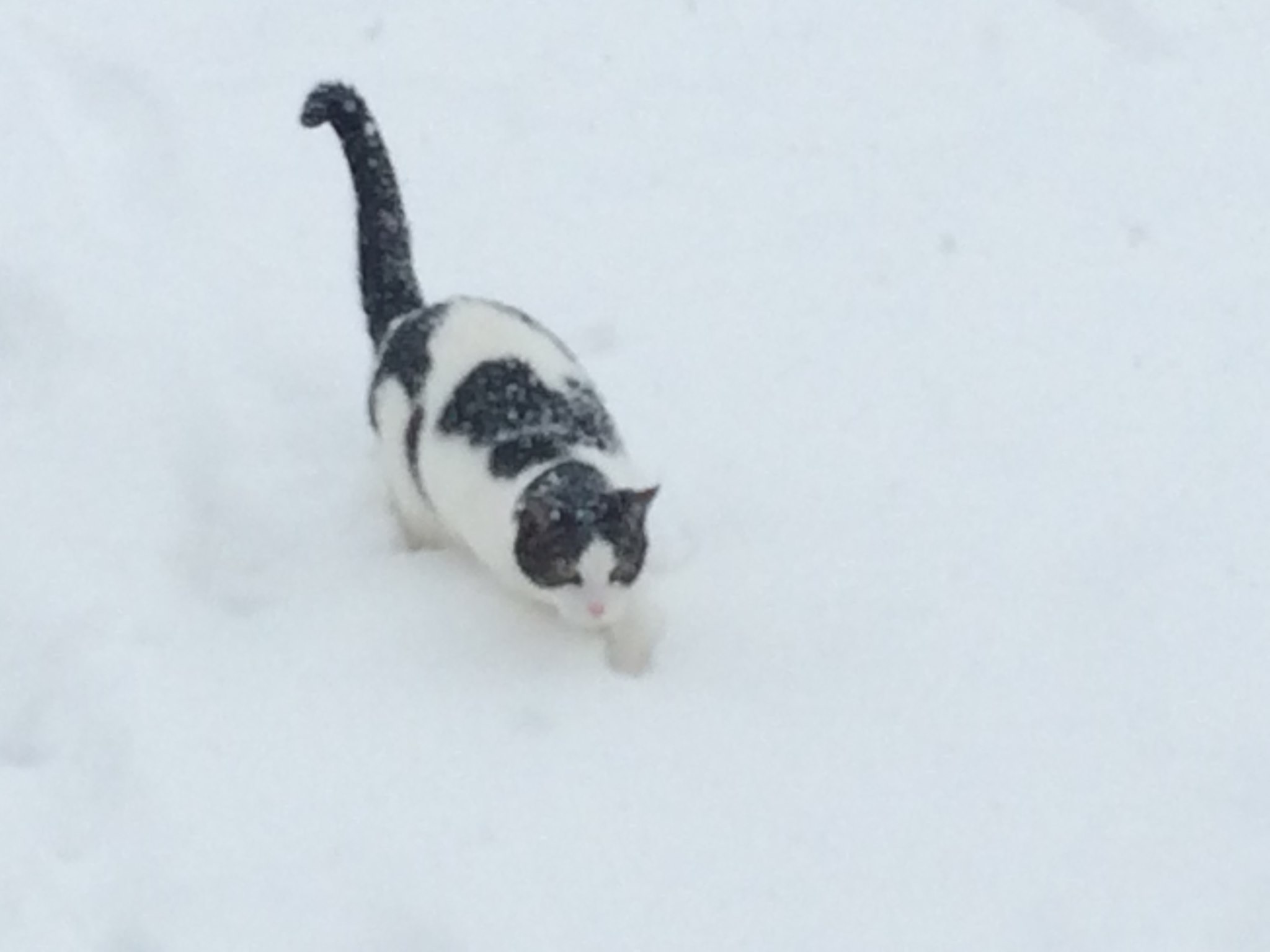 Cedric the cat in the snow