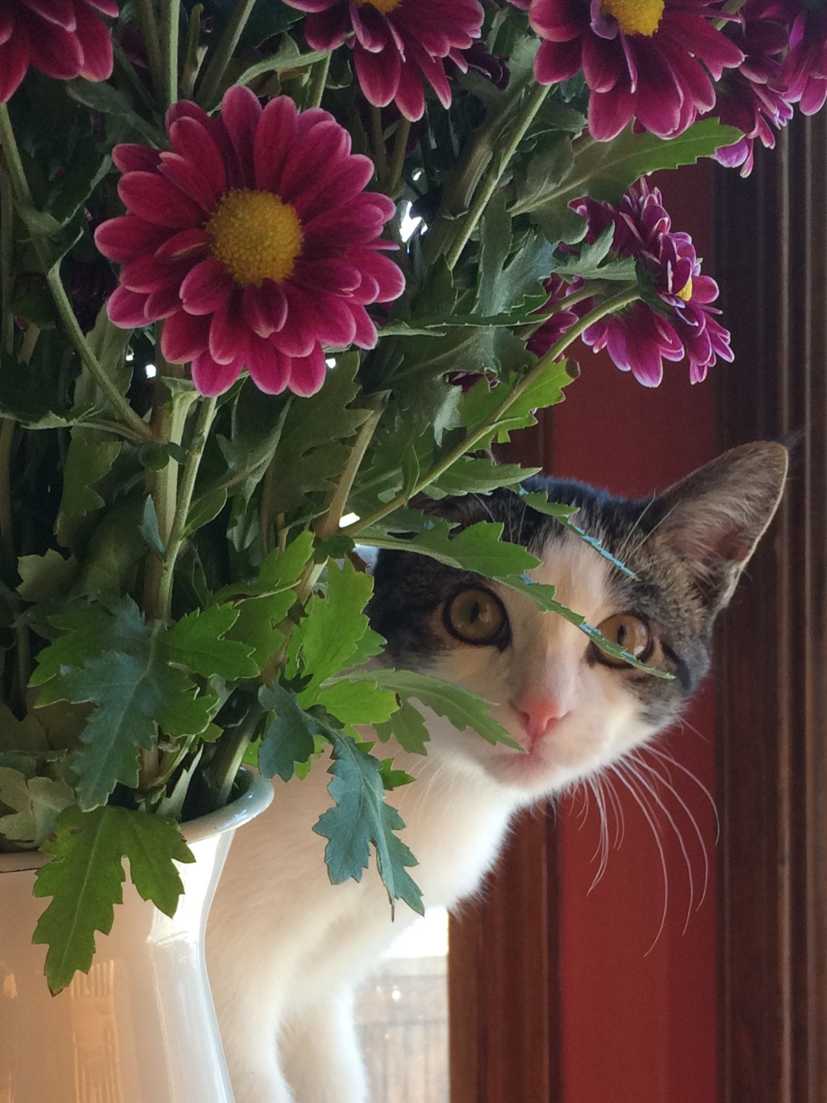 Cedric the cat with flowers