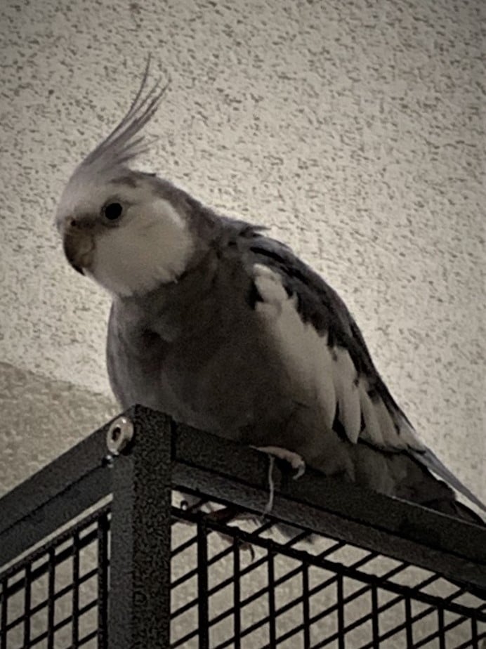 Rio the cockatiel