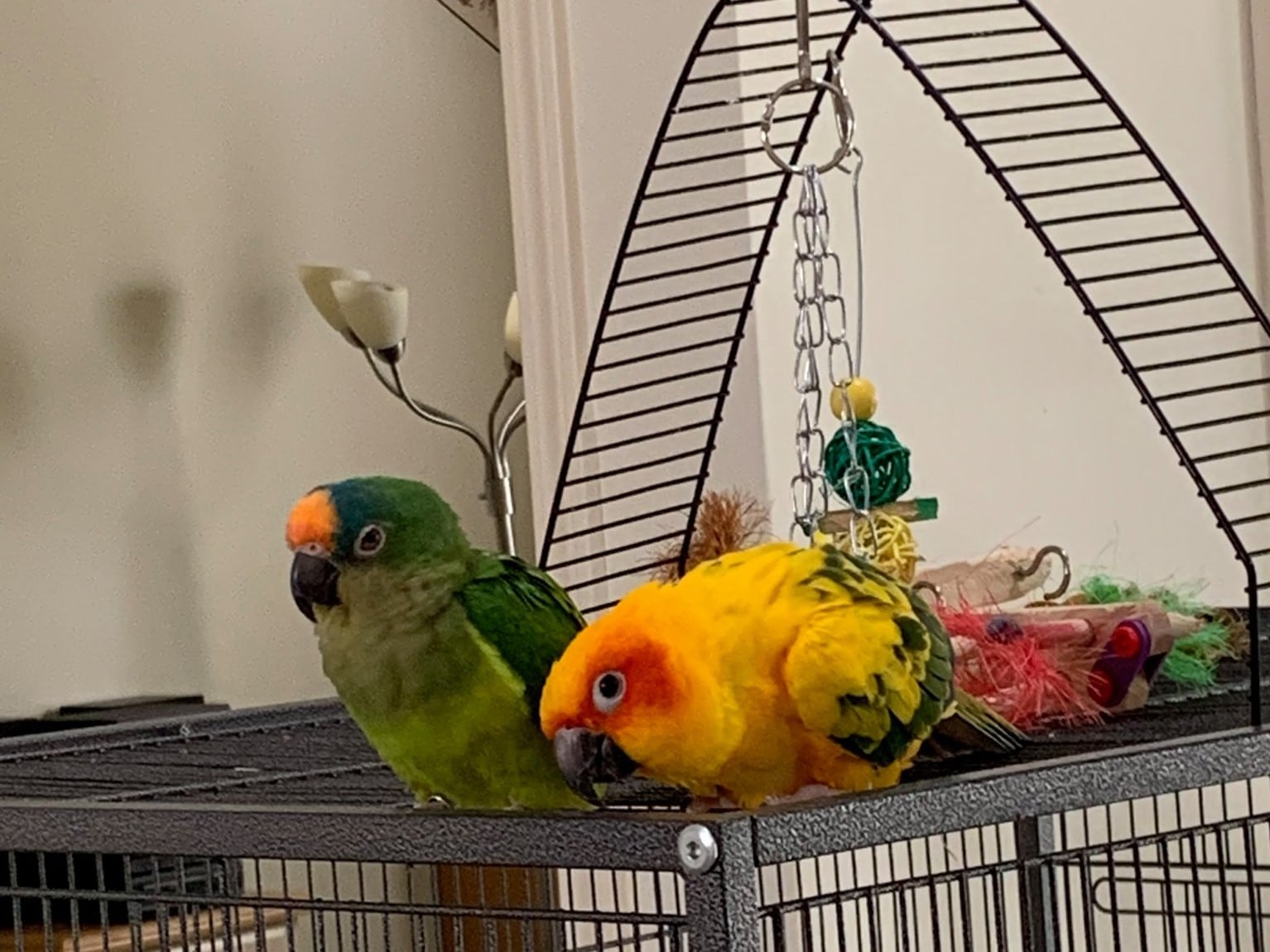 Mikan and Anzu conures
